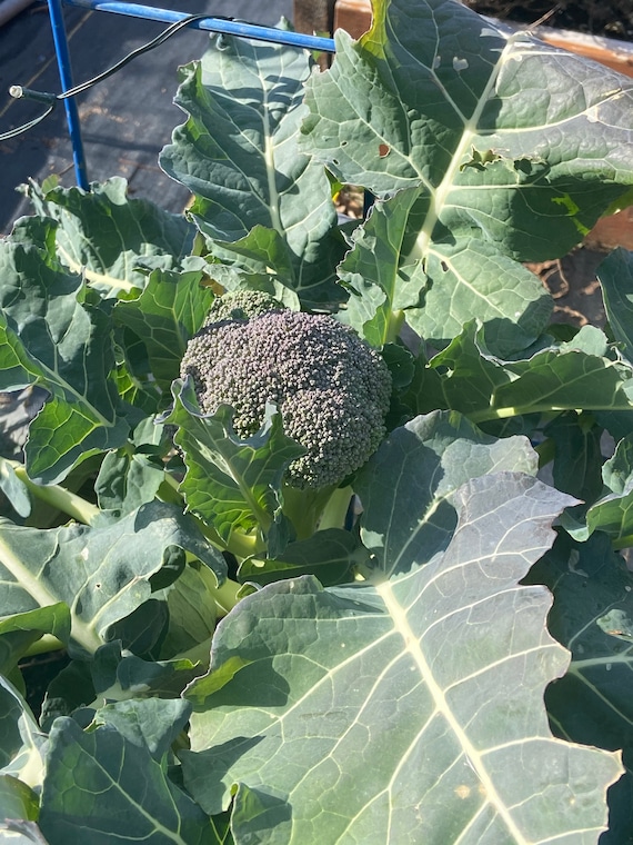 Broccoli Green Magic Vegetable Seed 50 Etsy
