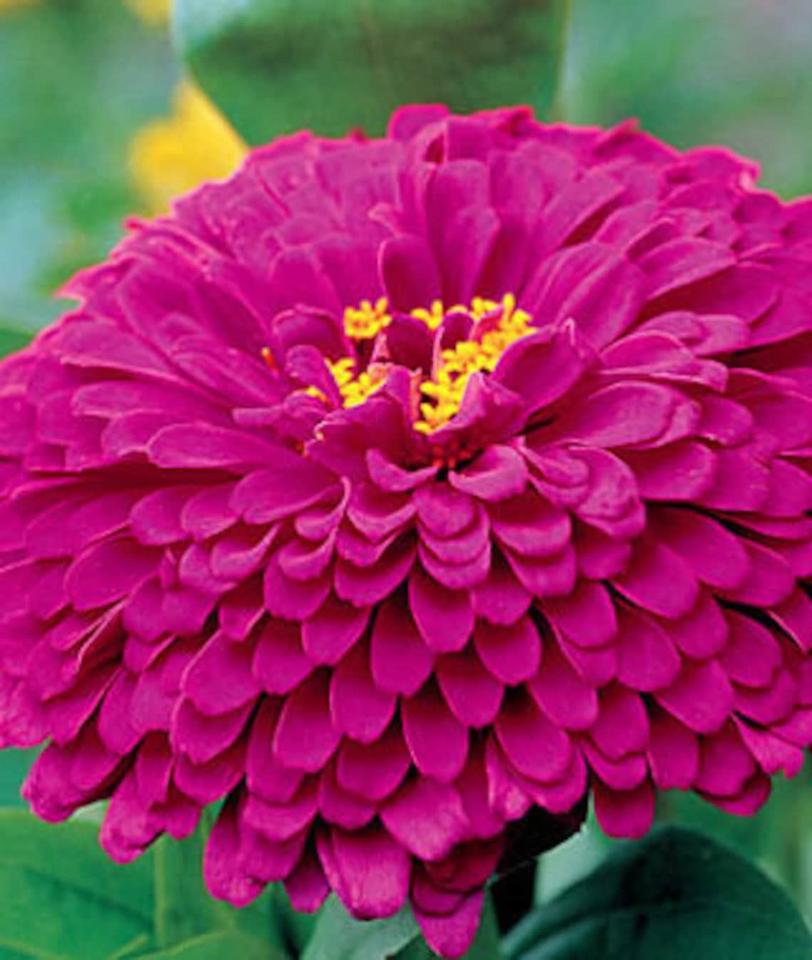 Zinnia Giant purple prince zinnia flower seeds 25 Etsy