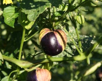 Tomatillo Lila de Milpa Bio Samen 12