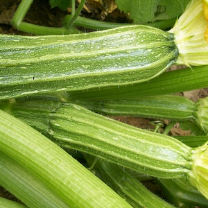 Zucchini Squash  Costata Romanesca heirloom seed 25