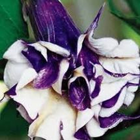 Datura double trompette violette Seeds 20 - Etsy Canada