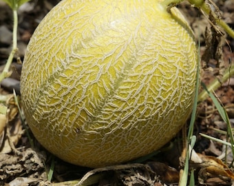 ⭐︎MELON ⭐︎ Ananas Melon Type Ahlam F1