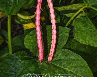 Semillas de guisante Crowder 100