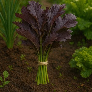 Semillas de mostaza Miz America 250