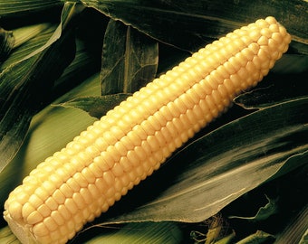 Corn Early Sunglow sweet corn seed 200