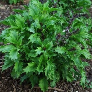 Basil Mrihani organic seed 35