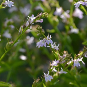 Nicotiana tobacco lobelia seed 40
