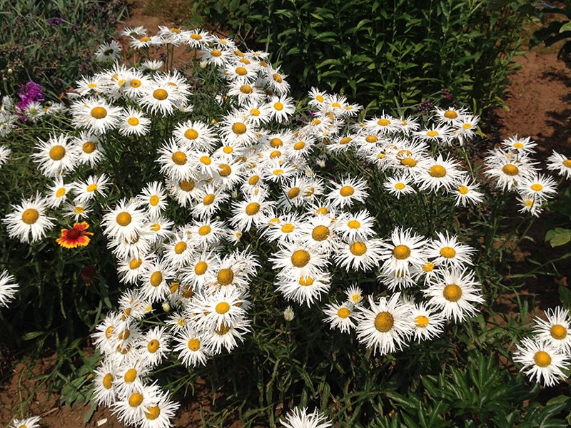 Shasta daisy crazy daisy seeds 10 Etsy