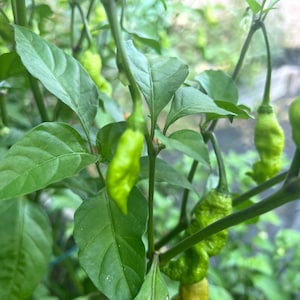May include: A close-up of a green pepper plant with several green peppers growing on it. The peppers are long and thin, and they have a slightly wrinkled texture.
