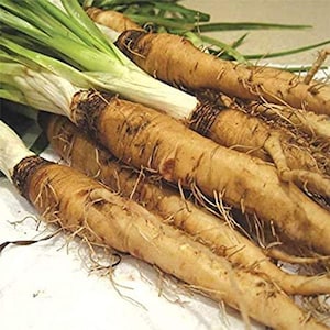 Salsify Sandwich island salsify seeds 25