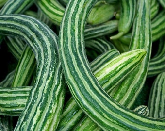 Cucumber Painted serpent  Heirloom  seeds 25