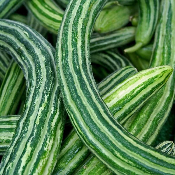 Cucumber Painted serpent  Heirloom  seeds 25