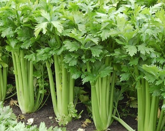 Può includere: Un campo di piante di sedano verde che crescono in file. I gambi di sedano sono alti e verdi, con foglie in cima.