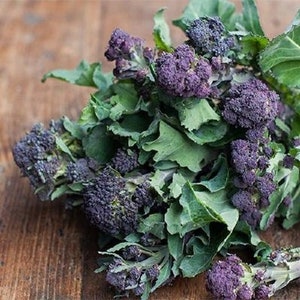 Broccoli purple sprouting heirloom seeds 50