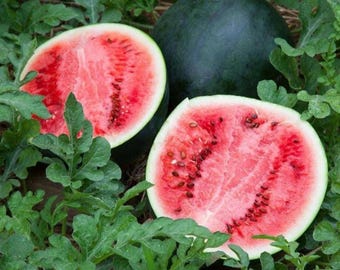 Watermelon Black Diamond seeds 20