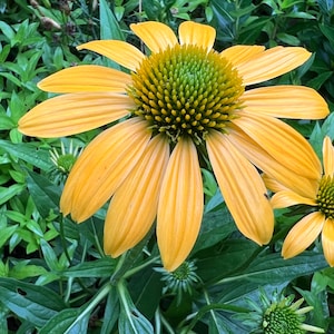 Coneflower SombreroYellow perennial flower seeds 15