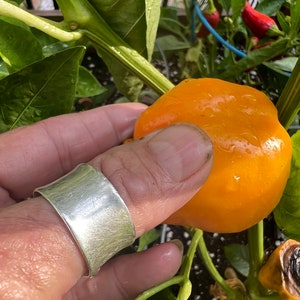 Pepper, Hungarian, pumpkin, sweet pepper seeds 10