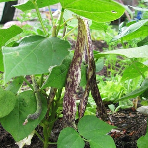 Bean Dragon Tongue  heirloom seed 75
