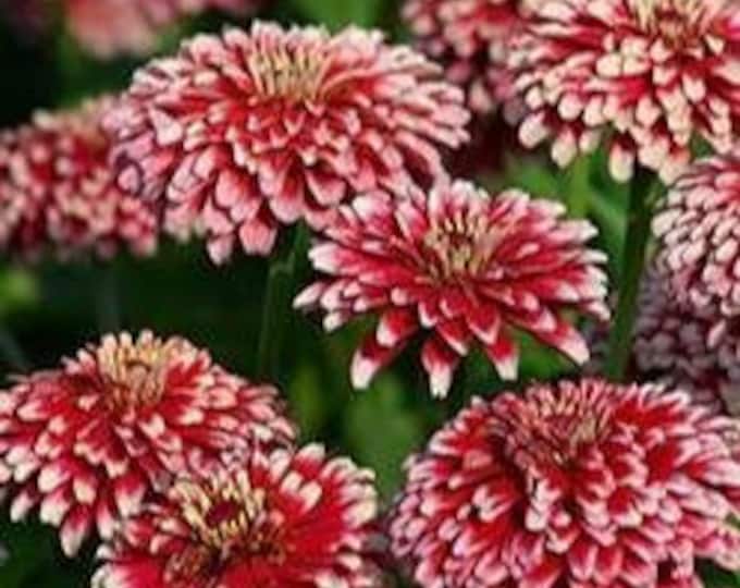 Zinnia Summer Pinwheel Seeds 25 Etsy