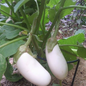 Eggplant Casper heirloom seeds 20