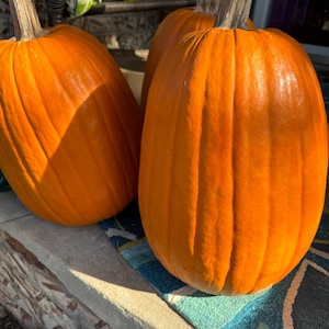 Puede incluir: Tres calabazas grandes de color naranja con tallos sobre una alfombra azul y marrón. Las calabazas están dispuestas en fila, con la calabaza más grande en el centro.