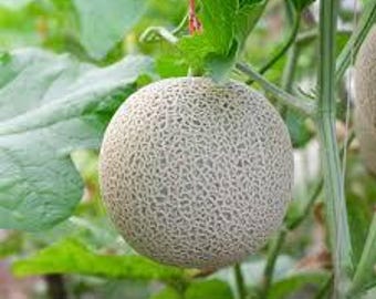 May include: A ripe cantaloupe melon hanging from a vine with green leaves.