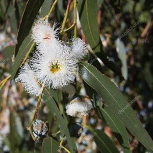 Eucalyptus Tasmanian Blue Gum seeds 5