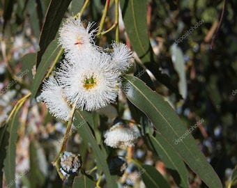Eucalyptus Tasmanian Blue Gum seeds 5