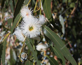 25+ HONEY EUCALYPTUS TREE Seeds - Eucalyptus Melliodora / Yellow Box Tree /  Create Eucalyptus Leaf Wreath Leaves Distill Essential Oils - Etsy Canada