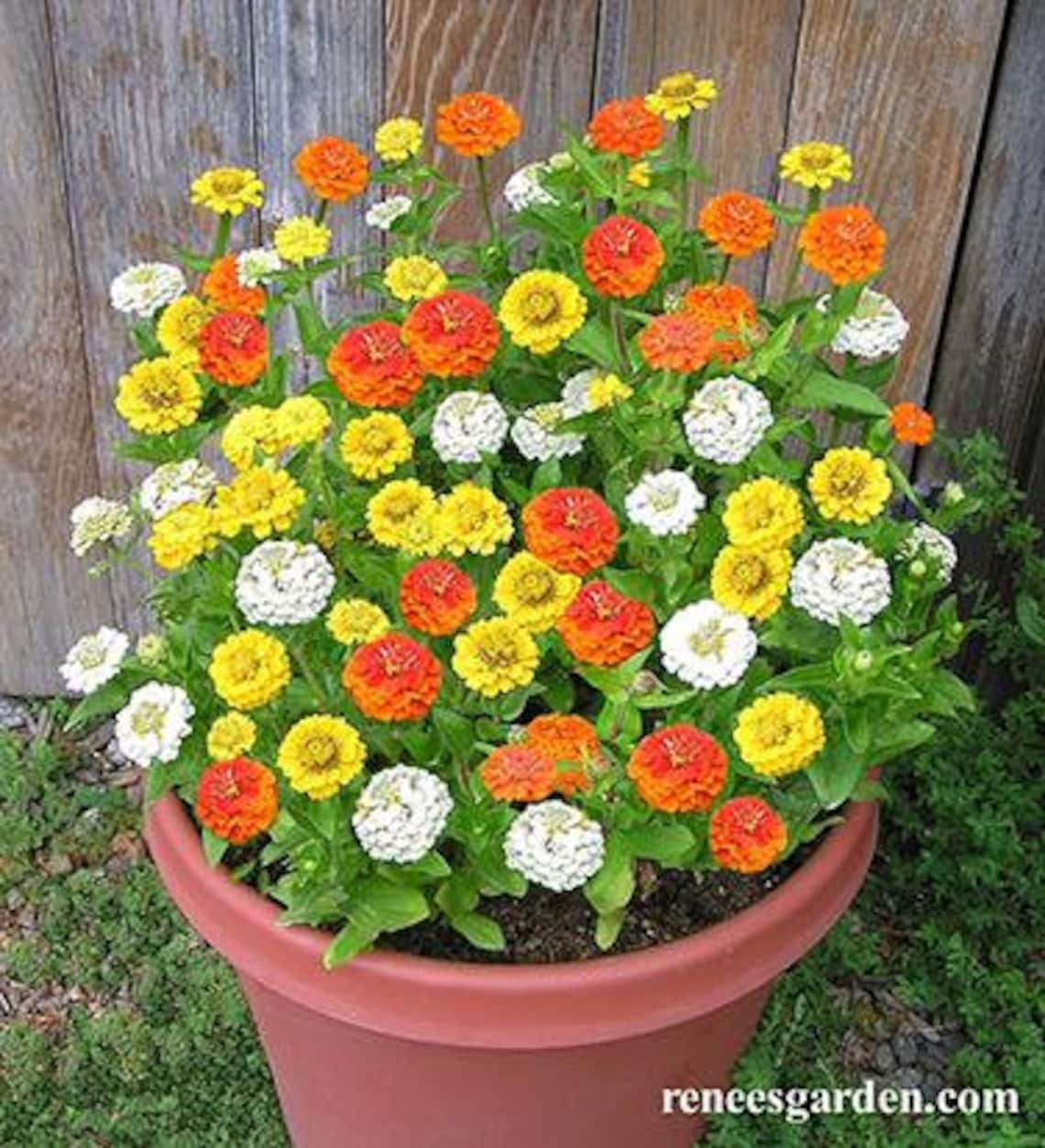 Zinnia Container Pixie Sunshine 25 Etsy