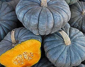 Sementes de abóbora Queenland Blue Squash Heirloom 5