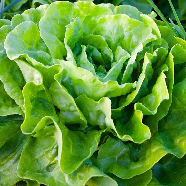 Lettuce Heirloom butterhead lettuce kagraner Sommer seeds 150