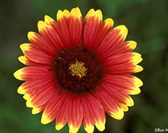 Gaillardia Indian Blanket Wild flower Pure seed 100