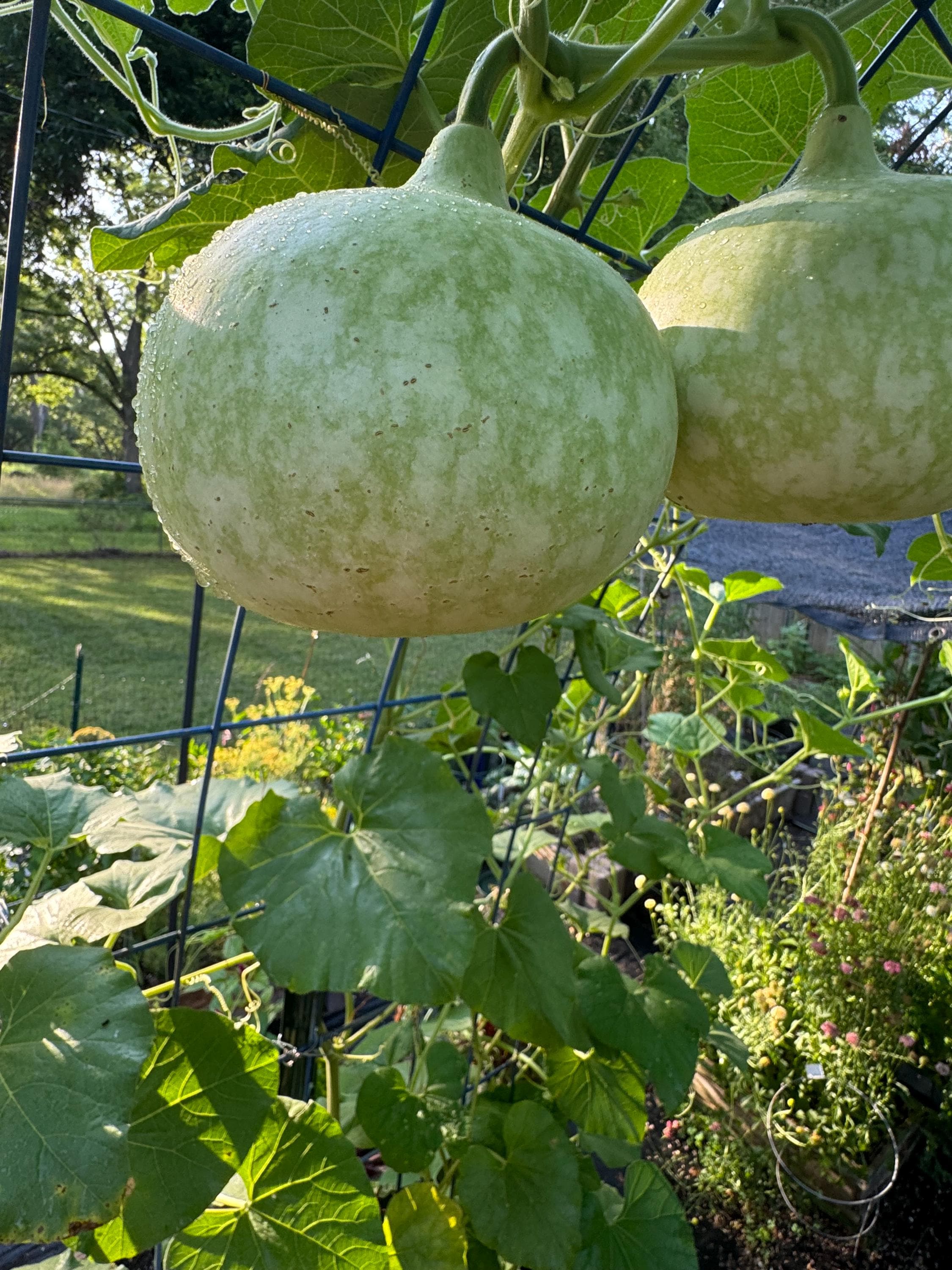 Gourd Tobacco Box Seed 5