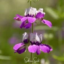 Chinese Houses Flower Seeds – 100 Seeds, Purple Blooms, Easy To Grow