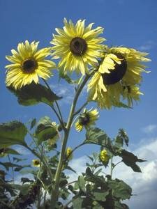 Sunflower Moonshine Flower Seed 40 - Etsy Israel