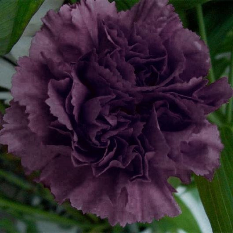 Carnation King of Black Heirloom Seeds 40 Etsy