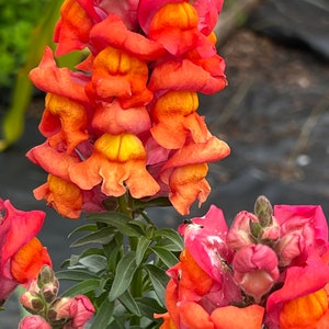 Op de afbeelding: Close-up van een tros oranje en roze leeuwenbekbloemen. De bloemen zijn in een verticale stapel gerangschikt, waarbij de onderste bloemen de grootste zijn en de bovenste bloemen de kleinste. De bloemen hebben een delicate, gekrulde uitstraling.