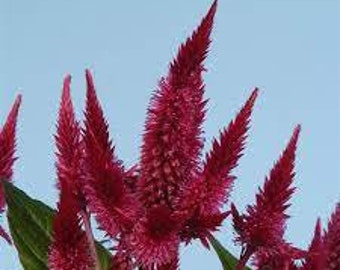 Celosia Celway Red flower seed 25
