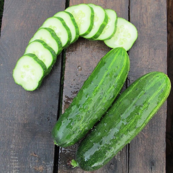 Cucumber Ukrainian organic seed 25