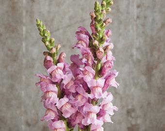 Snapdragon Potomac lavender seeds 50
