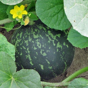 Melon Tigger certified organic seeds 30