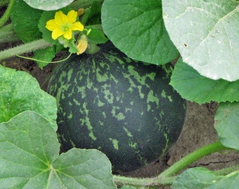 May include: A green melon with dark green spots growing on a vine with green leaves and a yellow flower.