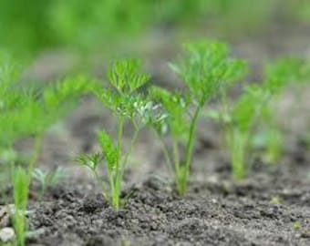 Könnte beinhalten: Nahaufnahme einer Reihe junger Karottenpflanzen, die in einem Gartenbeet wachsen. Die Pflanzen sind grün und haben gefiederte Blätter. Der Boden ist braun und locker.