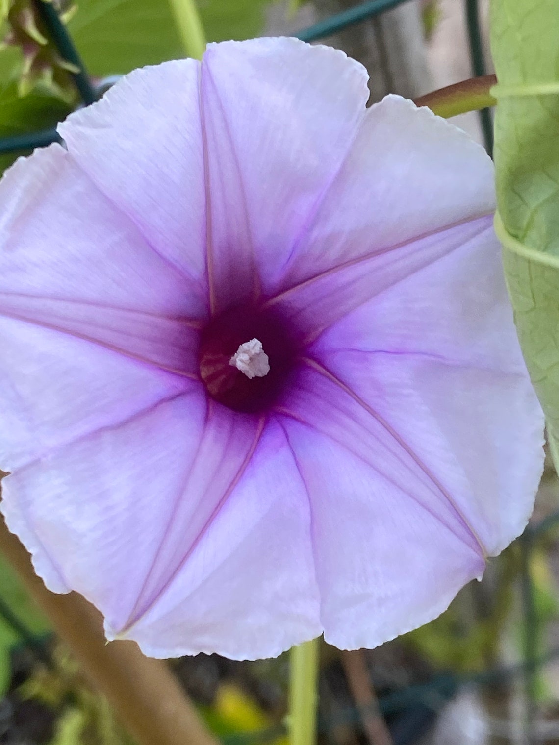 Moonflower Lavender Moon Flower Vine Seeds 20 Etsy