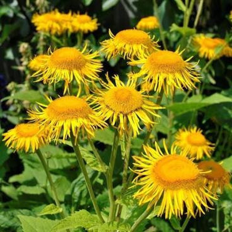 Helenium Organicelecampane Official inula helenium seeds 5 | Etsy