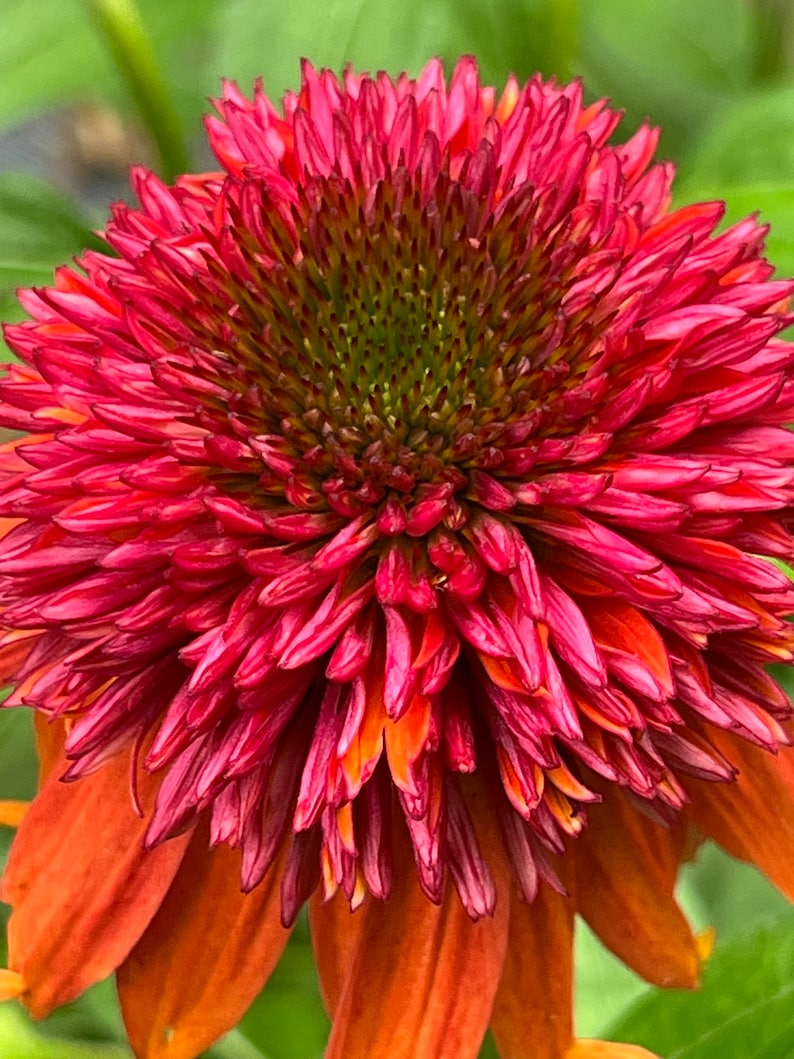 Double Scoop Coneflower Seed