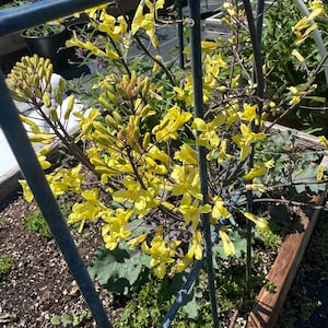 Brokkoli chinesischen Yod Fah Heirloom samen 30