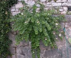 Caper Perennial seeds 5