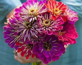 Zinnia Meteor Shower Mix flower seed 50